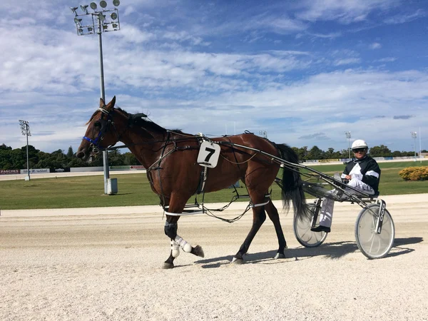 Harness racing in Alexandra Park Raceway in Auckland New Zealand — Stock Photo, Image