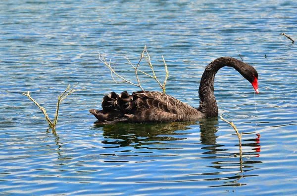 Black swan - Cygnus atratus — Stock Photo, Image