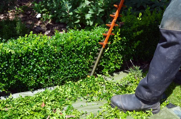 Gardener trimming plants in a garden with a trimmer. — Stock Photo, Image