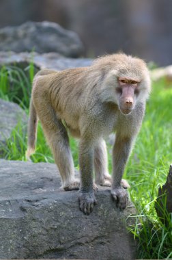 Young Hamadryas baboon clipart