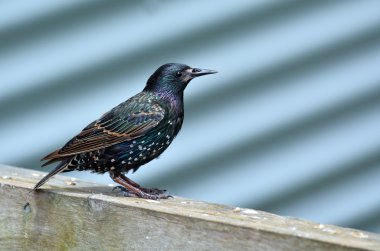 Bir çiftlik kapısı ortak starling kürsüye