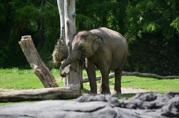 Jeune éléphant d'Asie manger de la nourriture — Photo