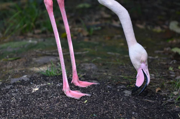 One flamingo drink water in a pond — Zdjęcie stockowe