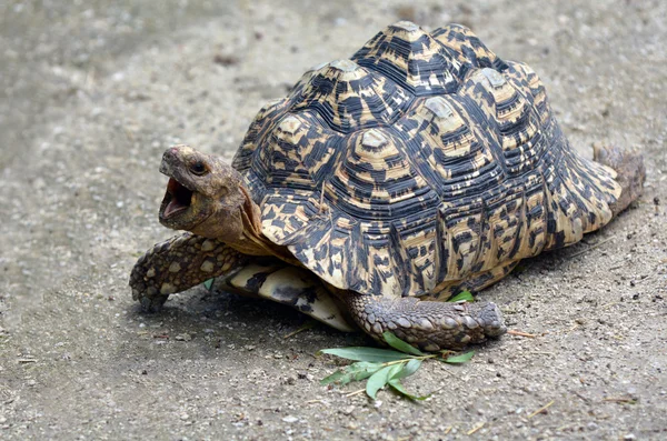 Leopard schildpad groot en aantrekkelijk gemarkeerde schildpad — Stockfoto