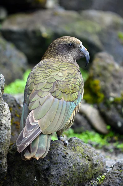 Kea horský papoušek původem z Nového Zélandu — Stock fotografie