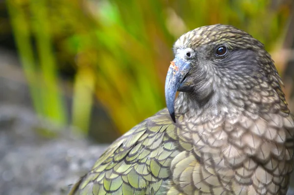 Kea horský papoušek původem z Nového Zélandu — Stock fotografie