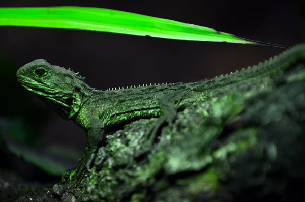 Tuatara yağmur ormanlarında bir ağaç dalı oturmak — Stok fotoğraf