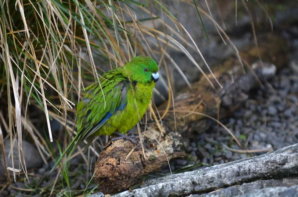 Antipoden-Inselsittich — Stockfoto