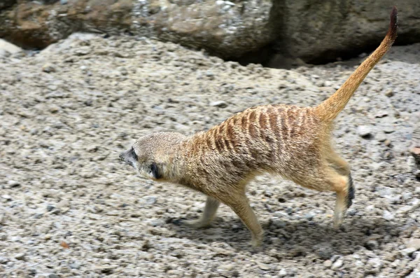 Meerkat walks on rocks