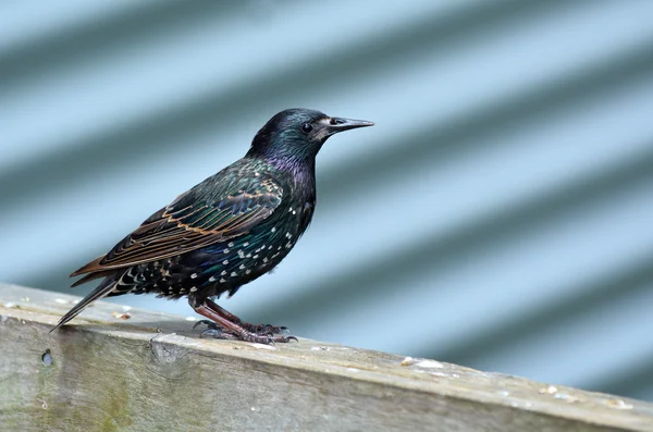 Common starling stand on a farm gate — Stock Photo, Image