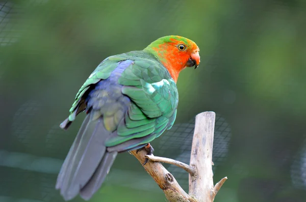 Férfi ausztrál király papagáj ül a fán — Stock Fotó