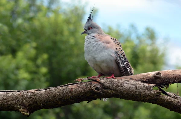 Crested pigeon sit on a tree — Stock Photo, Image