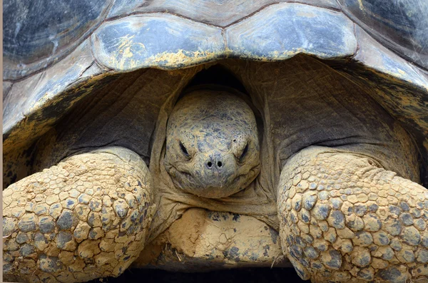 Retrato de tartaruga de Galápagos — Fotografia de Stock
