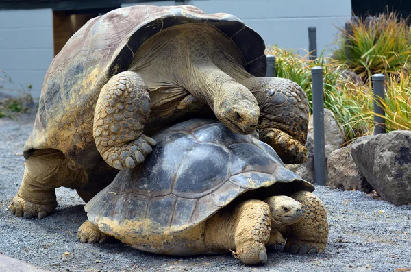 Due Galapagos tartaruga accoppiamento — Foto Stock