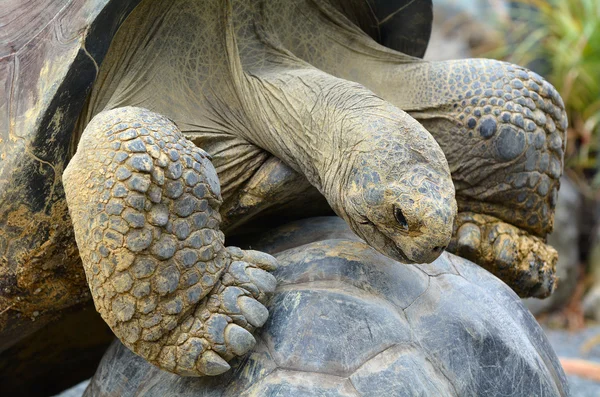 Zwei Galapagos Schildkröte Paarung — Stockfoto ...