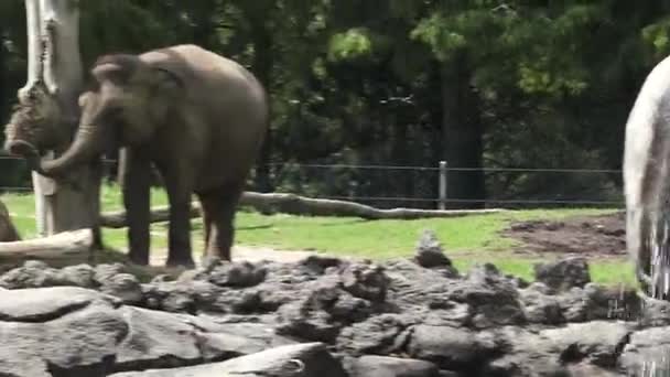 Jeune éléphant indien manger de la nourriture 