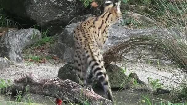 Serval - afrikansk vildkatt — Stockvideo