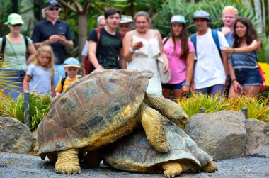 People watch two Galapagos tortoise mating clipart