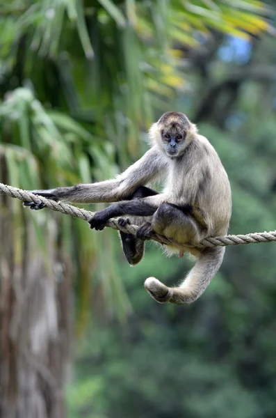 Spider monkey sit on a rope — Stock Photo, Image