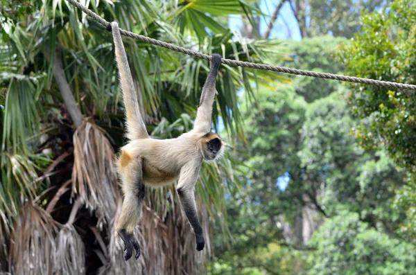 Macaco-aranha joga em uma corda — Fotografia de Stock