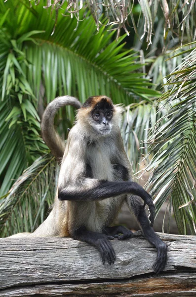 Spider monkey sit on a tree log — Stock Photo, Image