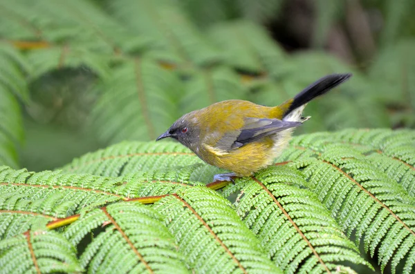 Bellbird (Korimako) New Zealand — Stock fotografie