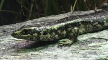 Grand skink Yeni Zelanda