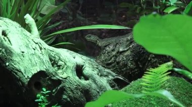 Tuatara yağmur ormanlarında bir ağaç dalı oturmak