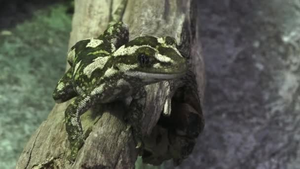 Gecko del bosque - gecko de dedos largos — Vídeos de Stock