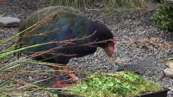 Takahe Нової Зеландії рідною птахів їсть їжу — стокове відео