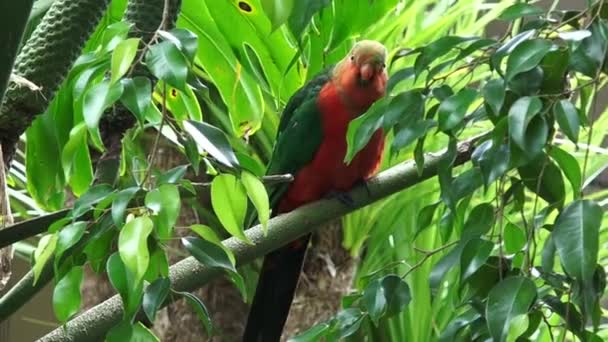 Mannelijke Australische koning parrot zitten op een boom — Stockvideo