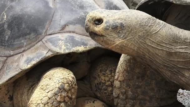 Две Галапагосские черепахи — стоковое видео