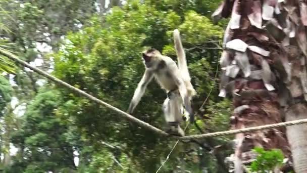 Spider monkey hrát na laně — Stock video