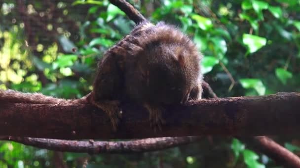 Marmoset pigmeo en un árbol — Vídeos de Stock