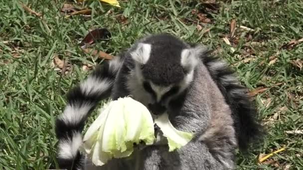 Ring-tailed lemur äta sallad — Stockvideo