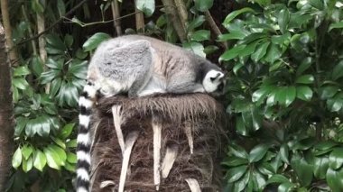 California deniz aslanı su altında yüzmek