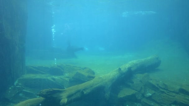 California sea lion swim underwater — Stock Video