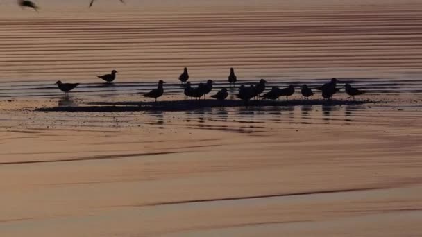 Oystercatchers Silueta de aves acuáticas — Vídeos de Stock