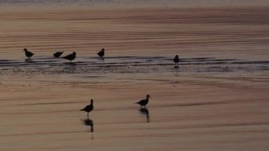 Oystercatchers su kuşları siluet