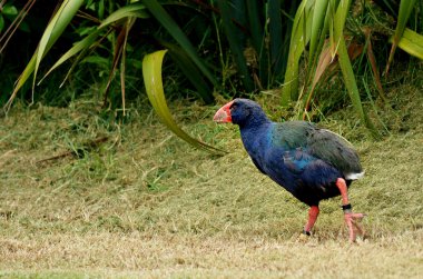 Takahe Tawharanui açık Sanctuary Yeni Zelanda