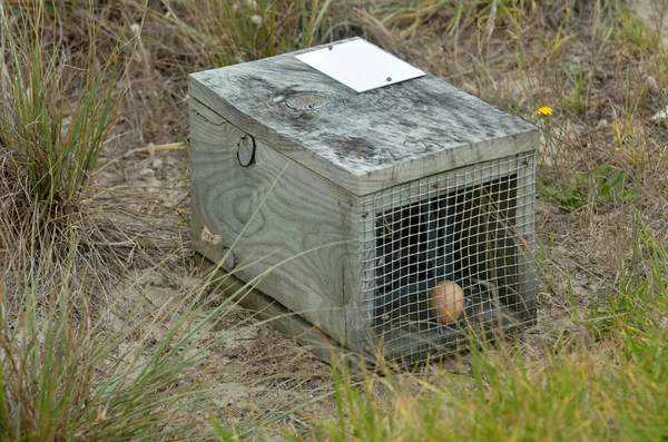 动物笼陷阱中的棕色蛋 — 图库照片