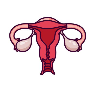 Internal genital organs of a woman.Ovaries, fallopian tubes, uterus and vagina.Female reproductive system.Isolated on white background, there is a place for an inscription