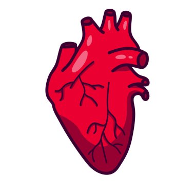 Gri çemberde insan kalbi simgesi. Dolaşım sisteminin ana organı. Karikatür tarzında kalp. Beyaz arkaplanda bir yazı için bir yer var.