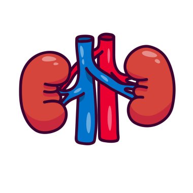 Çizgi film tarzında insan böbrekleri. İlaç için insan böbreği logosu ya da ikonu. Beyaz arka planda bir yazıt için bir yer var. İnsan kanı filtresi