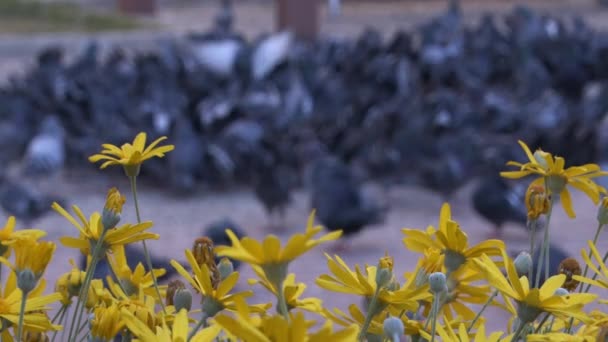 Птахи Ходять Парку Жовтим Ромашкою Птахи Літають Жовтими Квітами Повільний — стокове відео