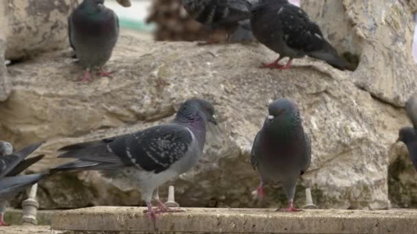 Piedi Guardare Piccioni Gregge Piccioni Che Volano Camminano Sul Pavimento — Video Stock