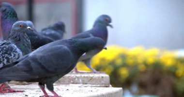Ayakta durup güvercinleri izlemek. Uçan ve mermer zeminde yürüyen güvercin sürüsü.