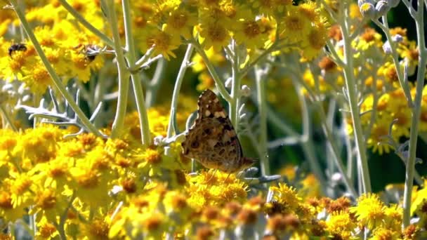 蜜蜂和蝴蝶飞在黄色的春花上 黄色花朵上的蝴蝶张开并关闭它的翅膀 后面的蜜蜂从花朵中采集花粉 — 图库视频影像