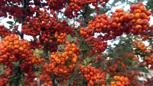 Pyracantha Navaho火刺树枝条和芽的Dolly Sshot — 图库视频影像