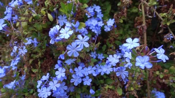 青い月の花のドリーショット — ストック動画